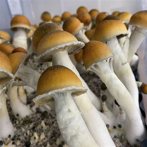Blue Meanie Mushroom Grow Time. The Ultimate Guide To Blue Meanie Mushroom Substra. 